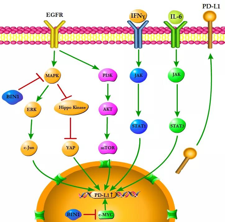 图1 egfr信号通路调节pd-l1表达
