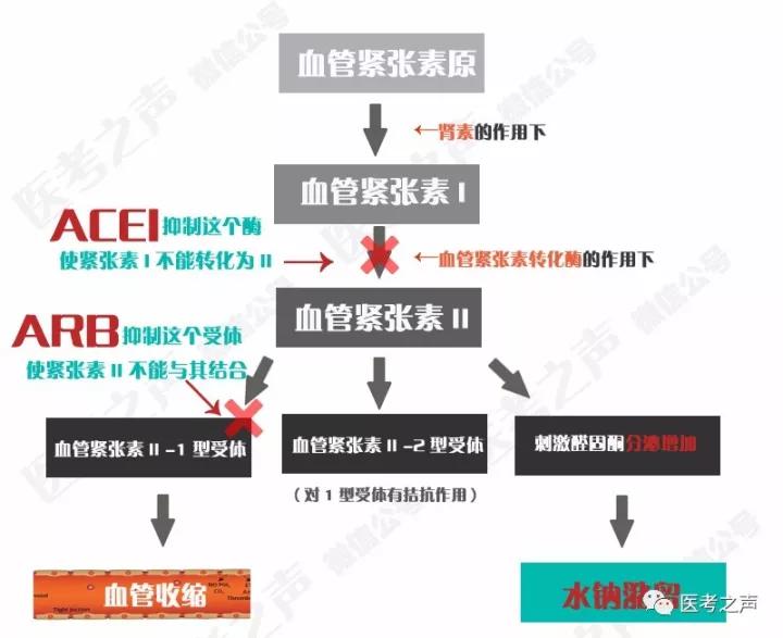 这两种药物都作用于两者都是作用于 肾素-血管紧