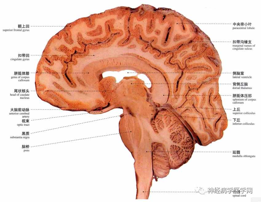 【推荐】高清大脑断层解剖,脑干及核团分步走形特点