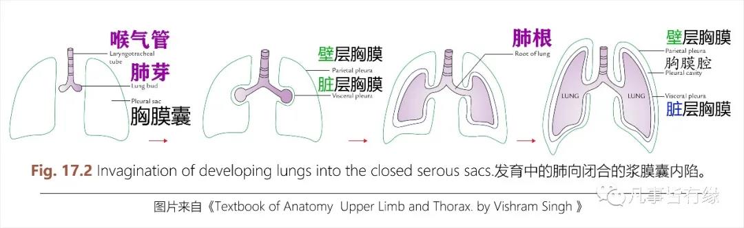 3,肺韧带(pulmonary ligament)
