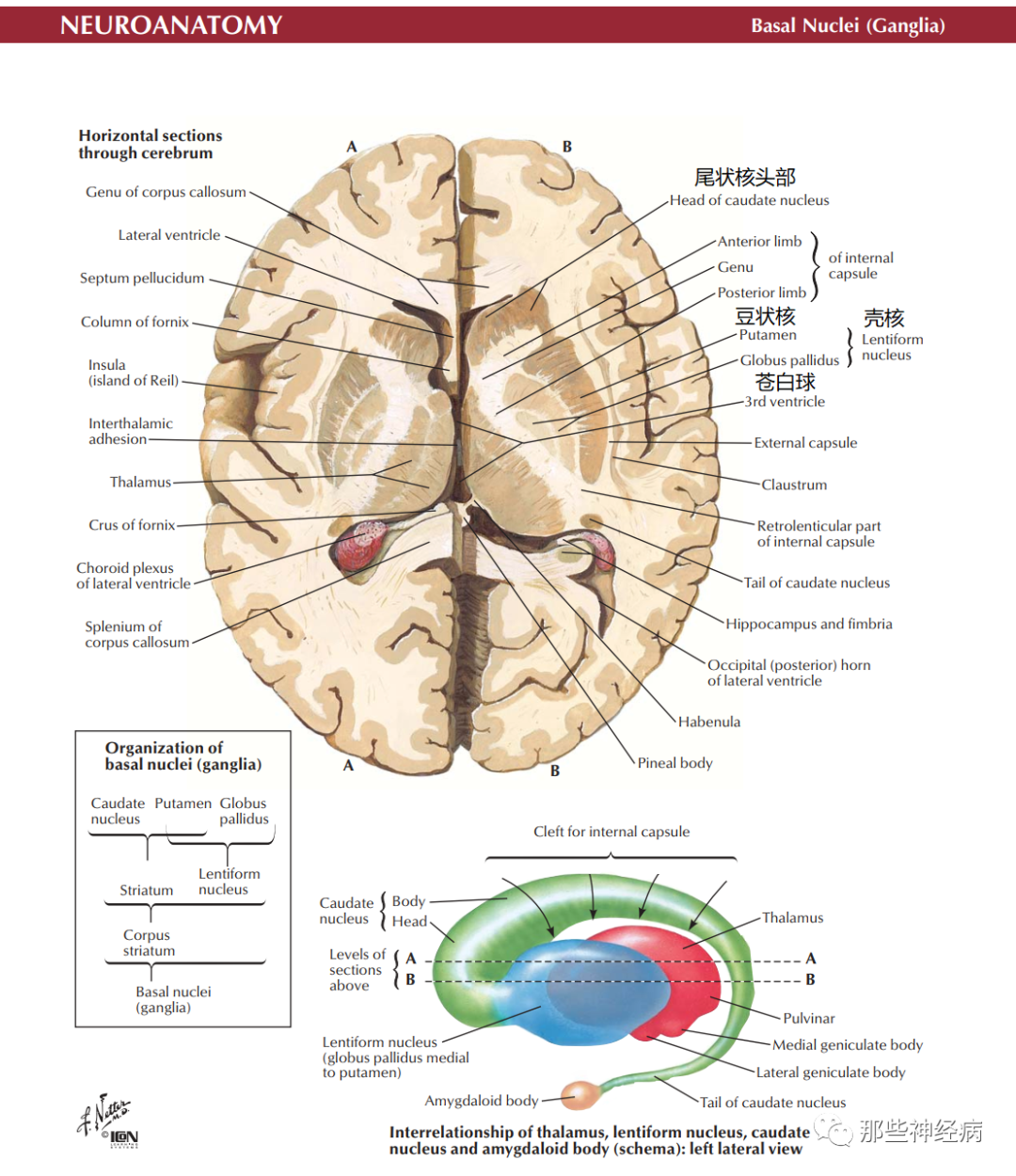 nucleus), 位于大脑白质深部,其主要由尾状核,豆状核,屏状核,杏仁核