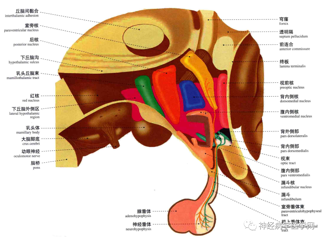 【推荐】高清大脑断层解剖,脑干及核团分步走形特点