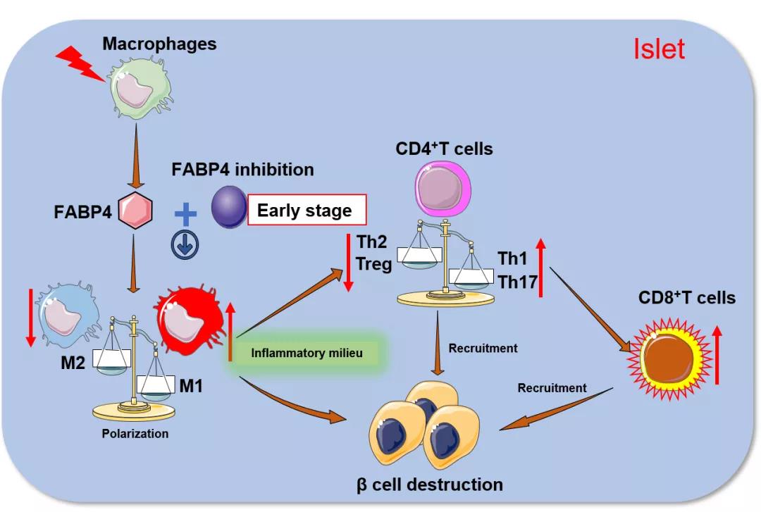 图1 fabp4通过募集和激活胰岛巨噬细胞促进1型糖尿病