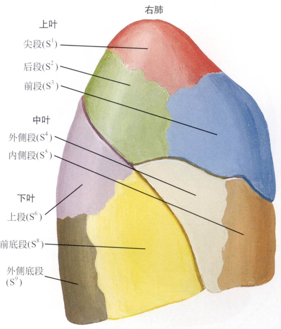 1 ■ 基本解剖 全肺总共5叶,右肺以斜裂和水平裂分为 上,中,下三叶.