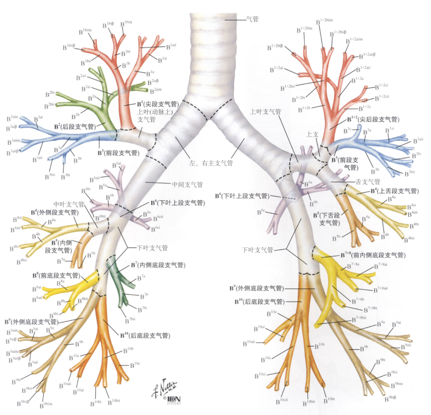 2 ■ 肺ct解剖   找到支气管分出 上叶前段和 上叶后段支气管的层面