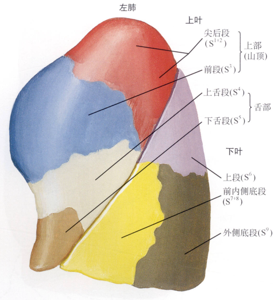 左肺的上叶和中叶融合成为上叶的上部( 固有上叶)和舌部( 舌叶),与下
