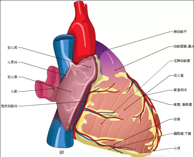 超全心脏解剖图值得收藏