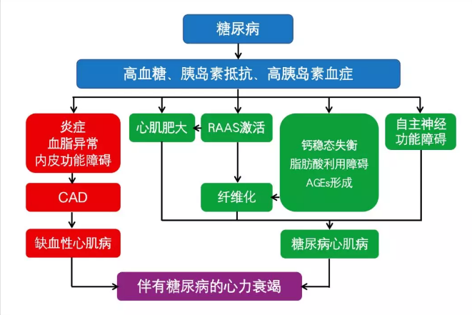 图  糖尿病在心力衰竭中的病理生理学作用