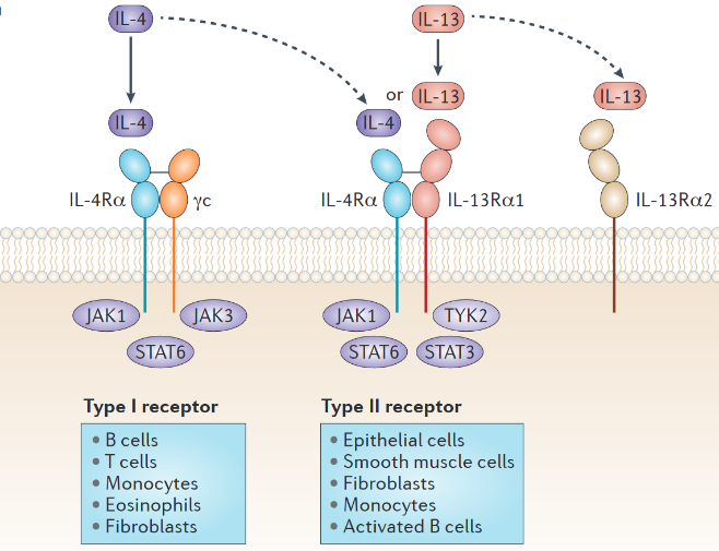 图1 IL-4和IL-13拥有共同的受体IL-4Rα[5].png