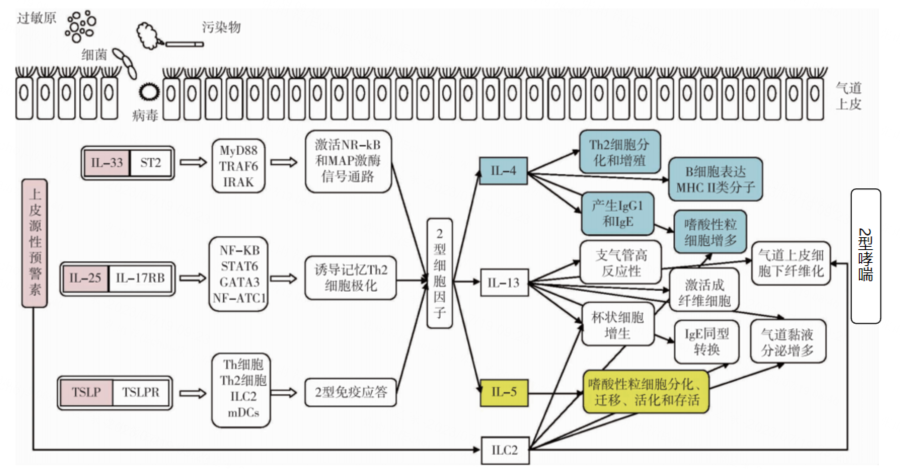 图2 2型哮喘的发病机制.png