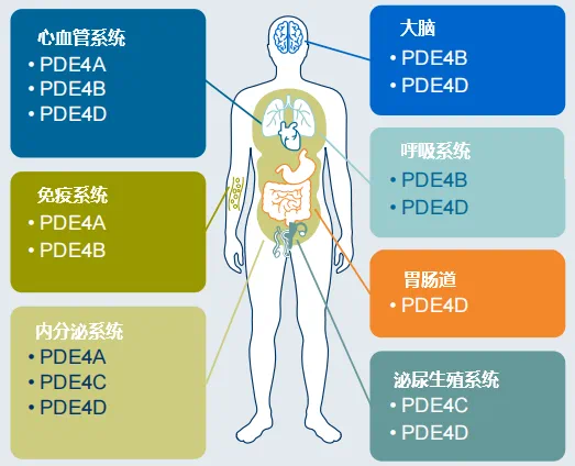 图终.png