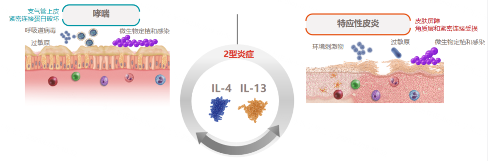 图3 2型炎症在哮喘和特应性皮炎中存在类似机制.png