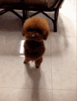 282651c887774a7884ac17fd8517fbc6.gif