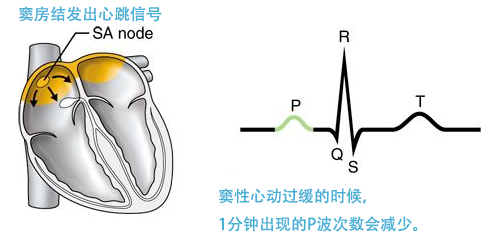 窦缓1.png