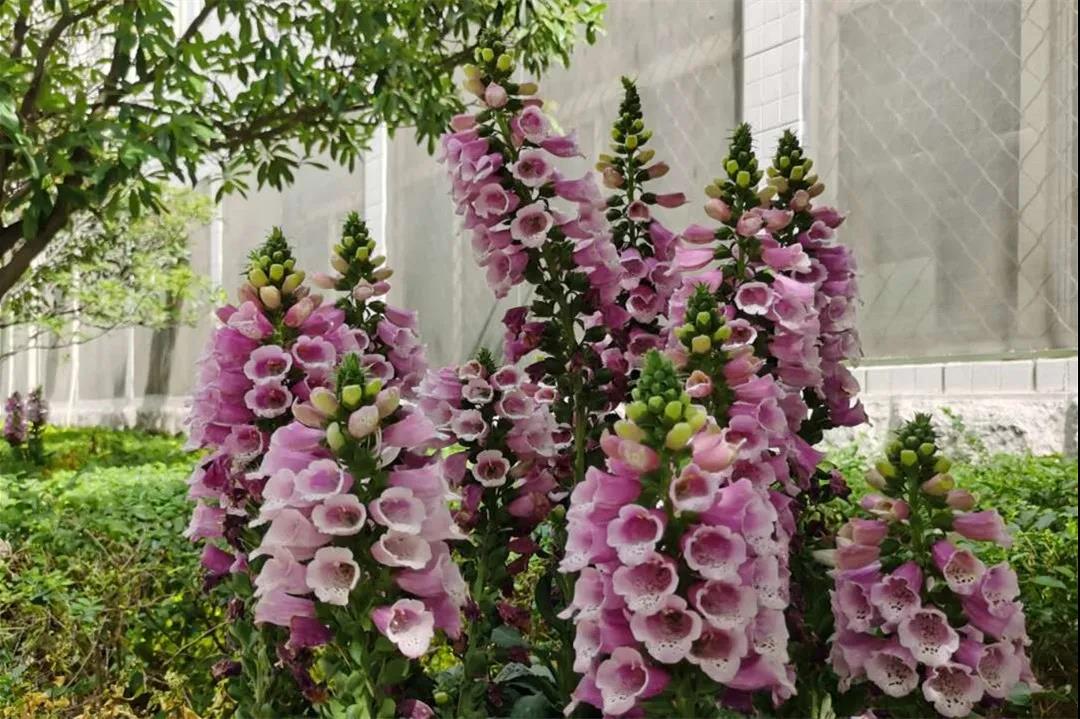 微信图片_20201209134100.jpg