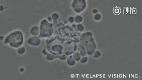 9.gif