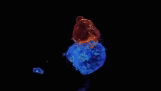 4.gif