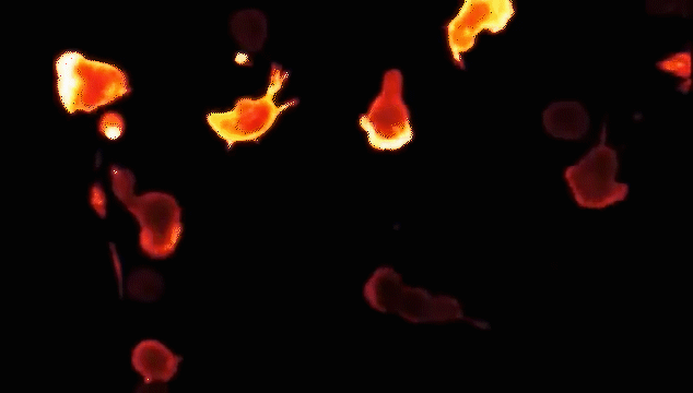 1.gif