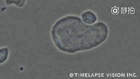 8.gif
