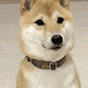 微信图片_20200708111745.gif