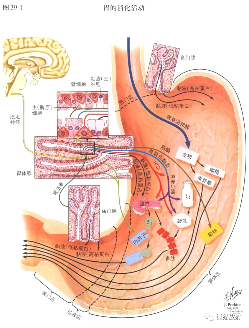 十二指肠壶腹乳头及乳头内插管内容节选自《奈特消化系统疾病彩色图谱