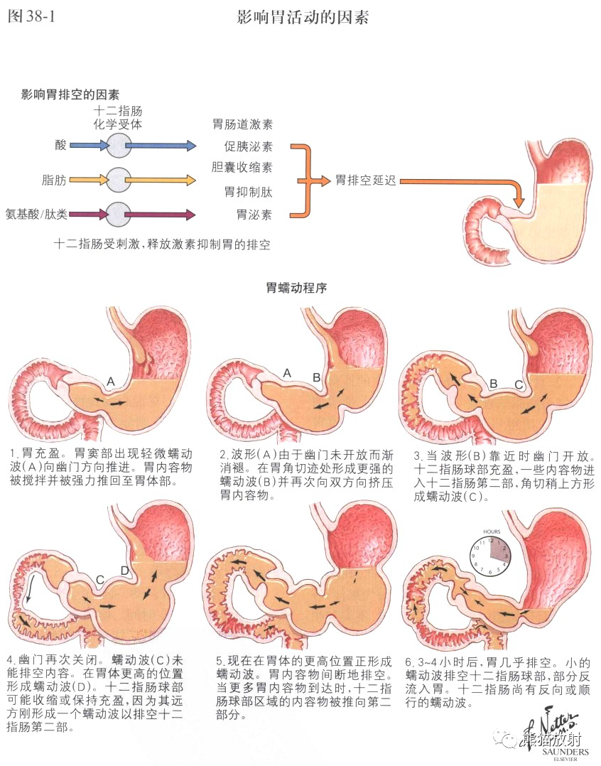 胃十二指肠胃活动奈特图解直观易学