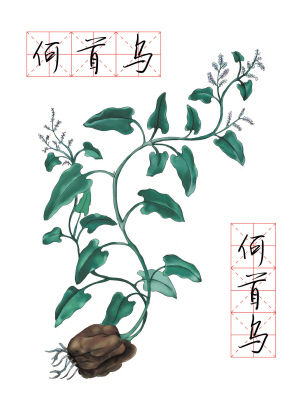 何首乌的简笔画,何首乌简笔画图片_大山谷图库