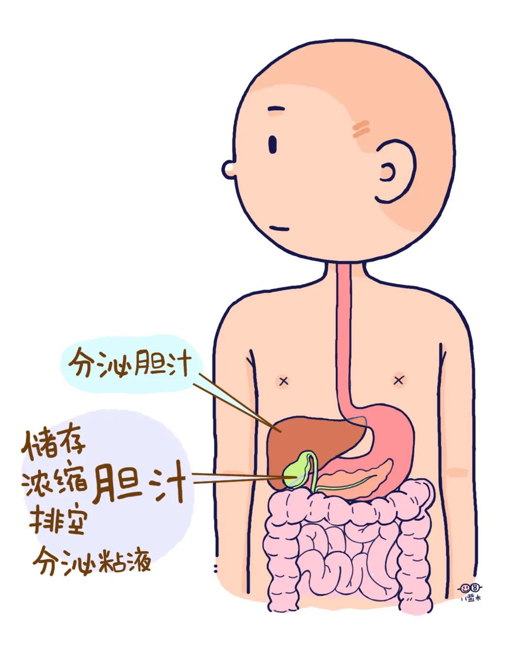 内镜下逆行胰胆管造影在小儿胆道疾病中的应用 - 爱爱医医学网