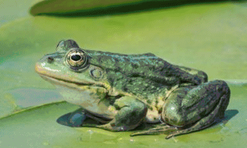 图片源自网络 小时候的夏天 下过雨之后的池塘 青蛙的鸣叫声此起彼伏