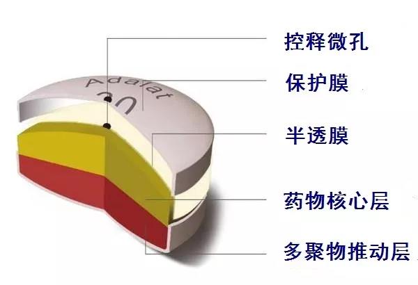 拜新同是双室渗透泵控释制剂,它的结构有点像一个三明治或者说汉堡包