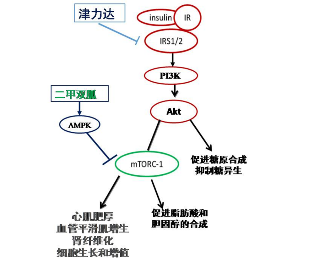 图 津力达颗粒防治糖尿病并发症作用机制(截自徐春教授学术报告)在另