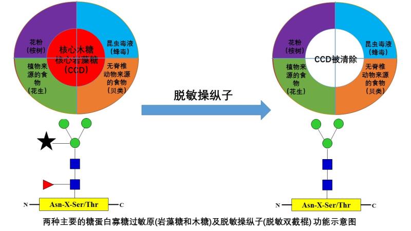 两种主要的糖蛋白寡糖过敏原(岩藻糖和木糖)及“ 脱敏二截棍”功能示意图。 0815_1(1).jpg