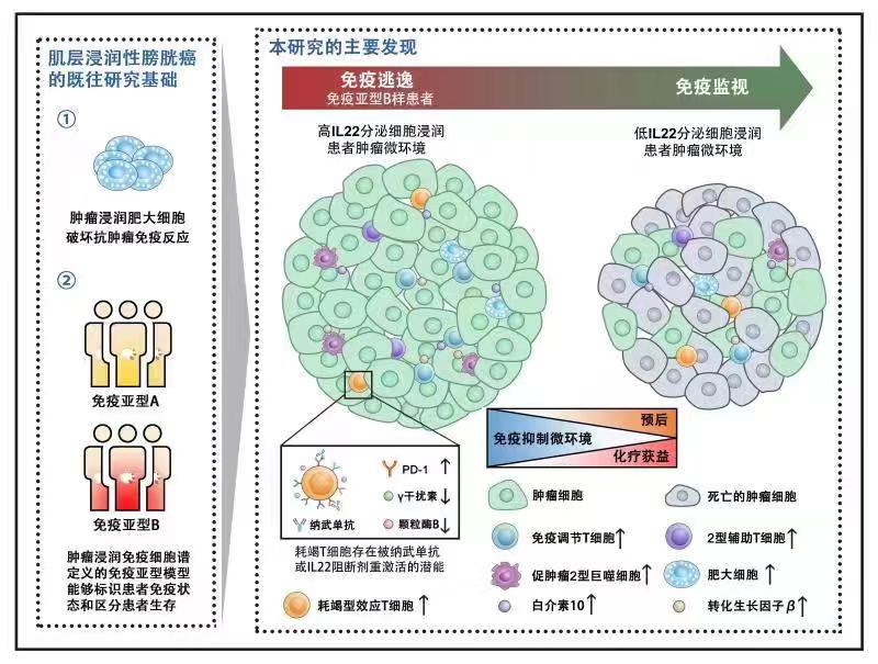 示意图 发现肿瘤浸润IL22分泌细胞明确不良预后及高水 平纳武单抗响应性的免疫逃逸亚型肌层浸润性膀胱癌.jpg
