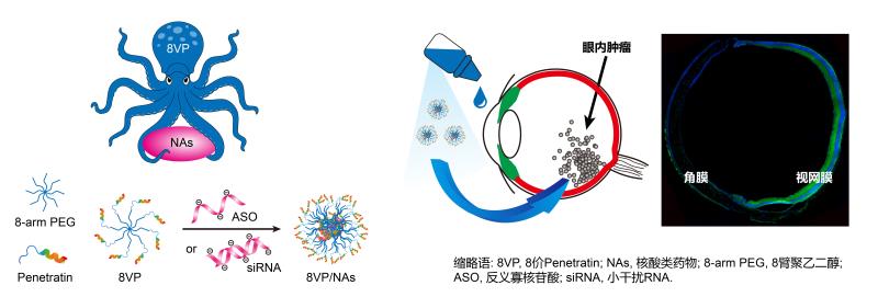 示意图：章鱼状柔性载体与小干扰核酸形成基因复合物，及 其通过滴眼给药的吸收途径与眼内分布1015_1.jpg