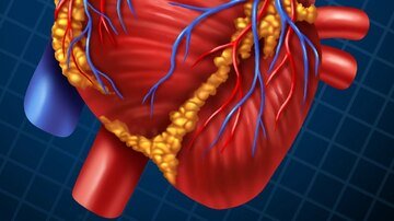 dt_200102_human_heart_anatomy_800450.jpg