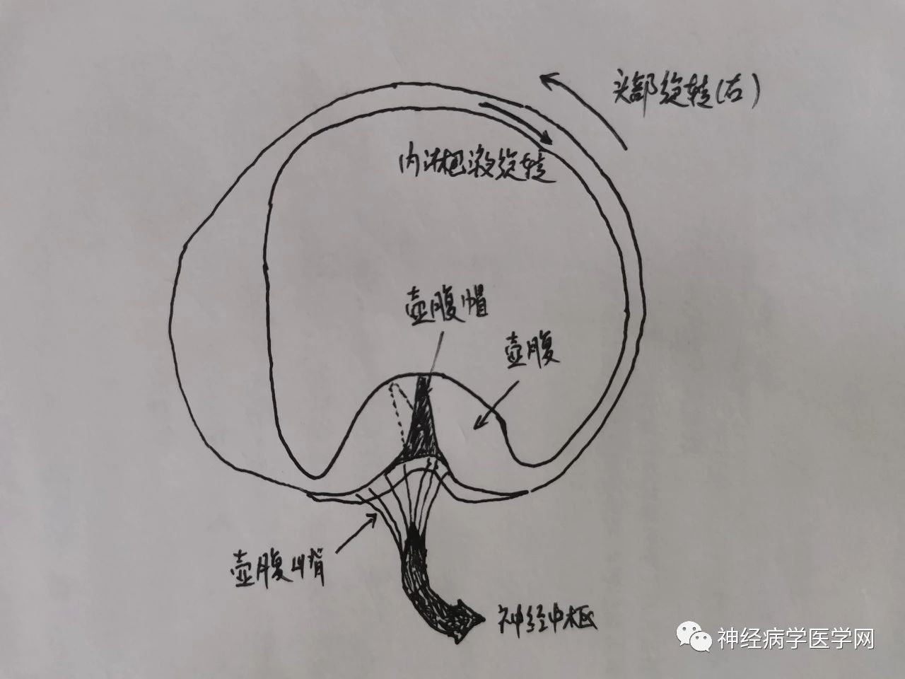 图2半规管被激活的示意图