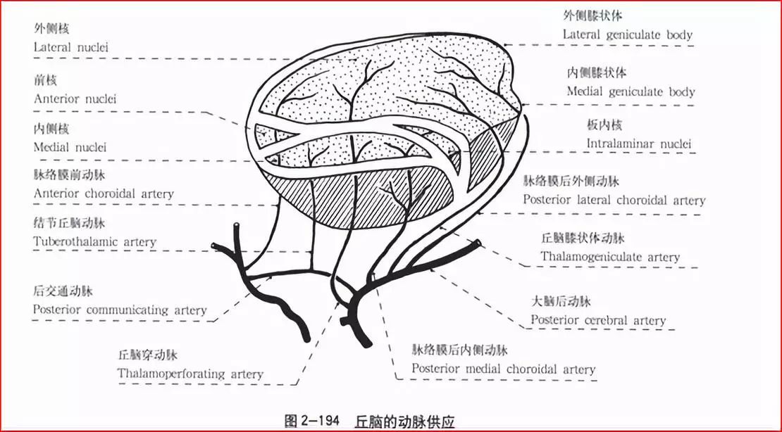 内囊血供图片