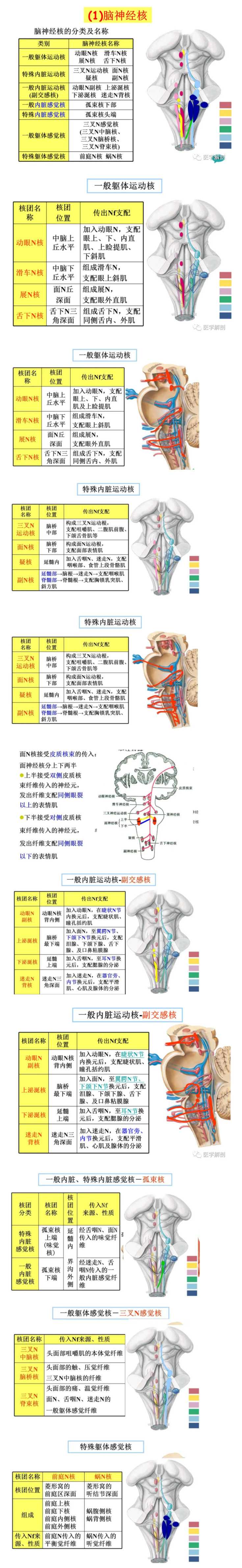 大脑脑干结构图解剖图图片