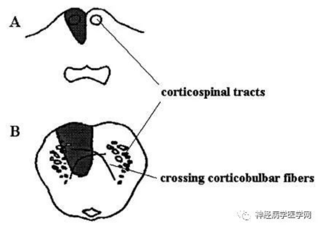 神经病学医学网  作者1345.png