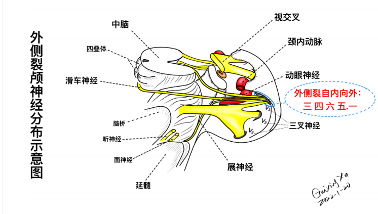 十二对脑神经位置图片