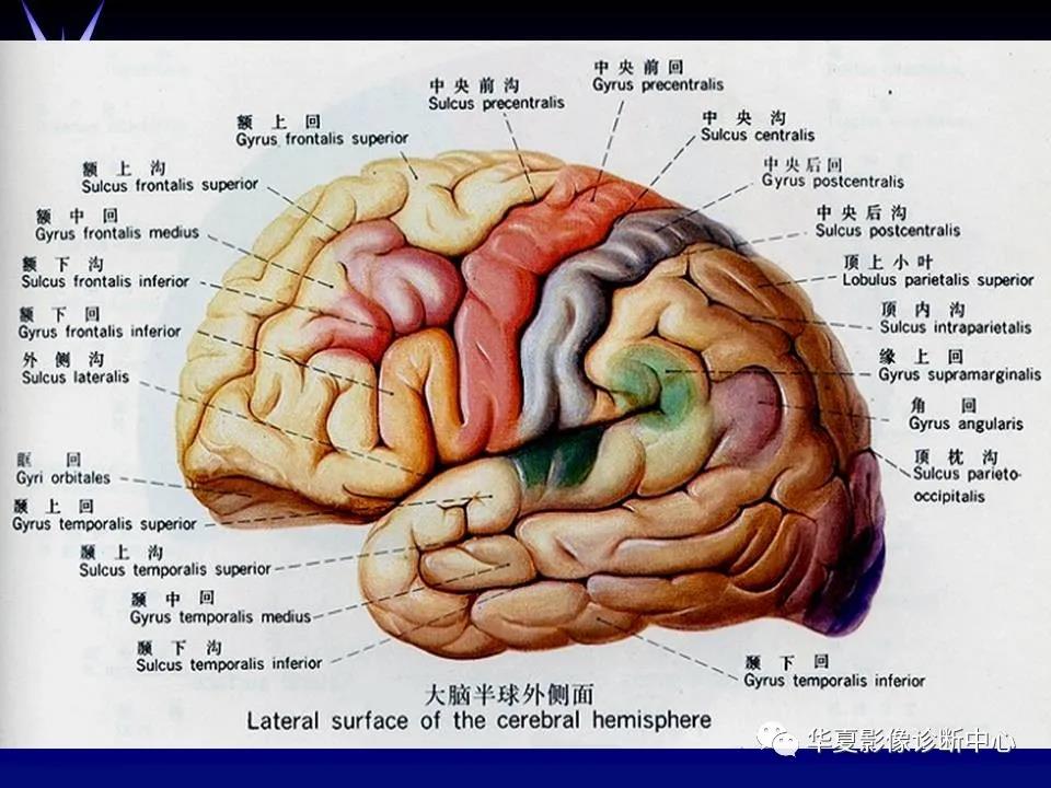 颅脑解剖 端脑