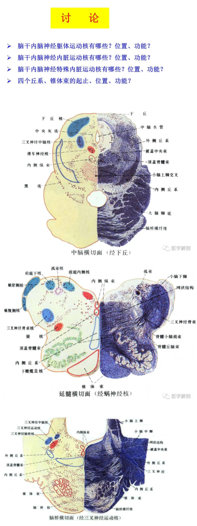 大脑脑干结构图解剖图图片