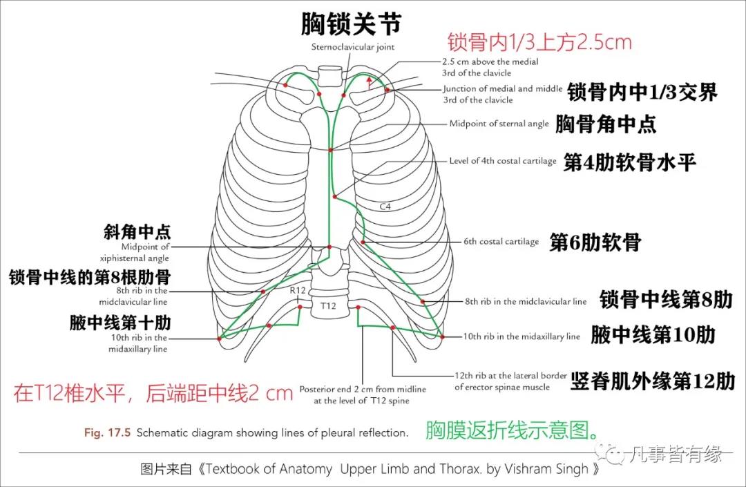 乳房心肺区位置图片图片