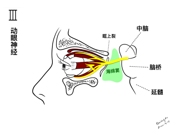 颅神经分布图图片