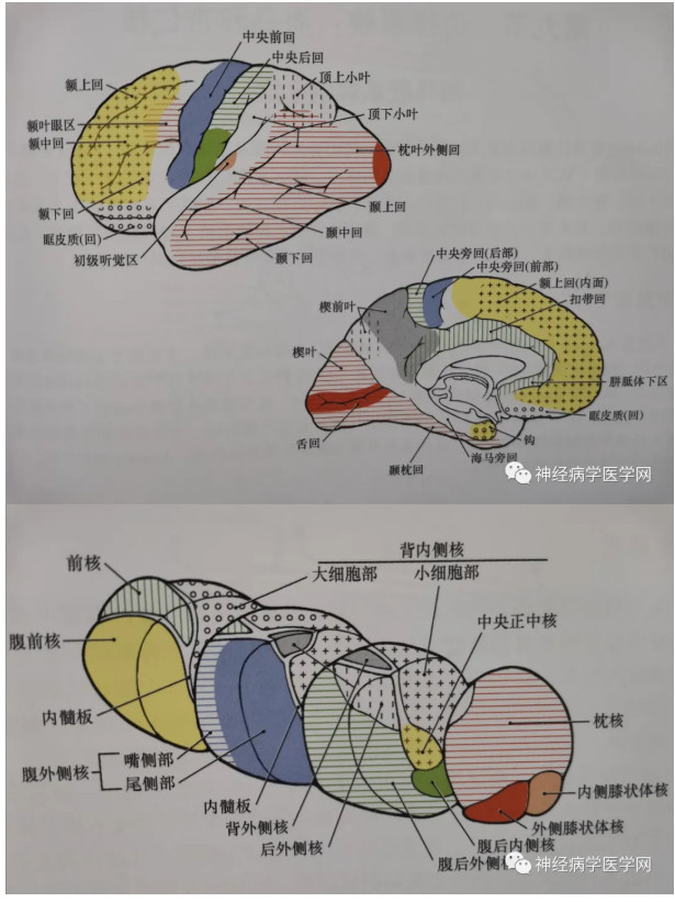 丘脑下部的生理功能图片