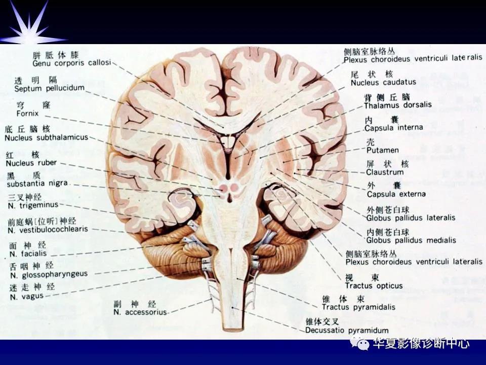 颅脑解剖 端脑
