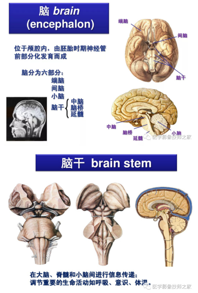 幾個常見的腦幹病變症候群1,大腦腳綜合徵(webers綜合徵):表現為:動