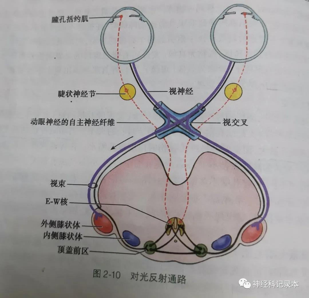 壹生资讯-瞳孔：这几种类型的病因和机制你了解吗？