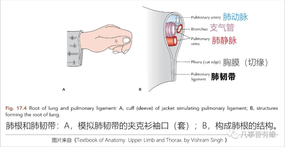 肺韧带图片图片