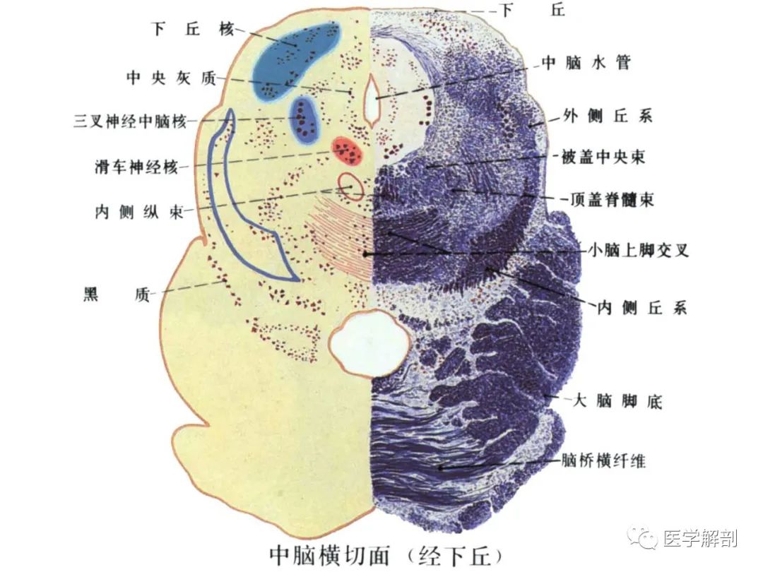 脑干内部超详细功能解剖图,不要错过!